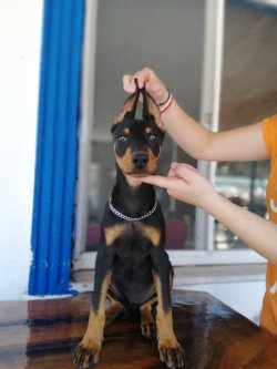 Üst Kalite Irk Garantili Doberman Yavrularımız 1
