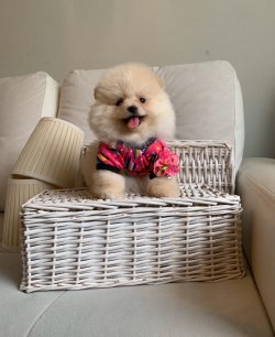Orjinal Boo Pomeranian Yavrular 2