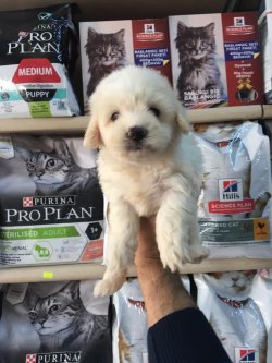 KAR BEYAZ MALTESE TERRİER YAVRUMUZ ANKARA PET SHOP TA 2