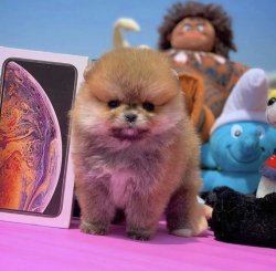 Üst Segmet PomeranianBoo Yavrumuz 4