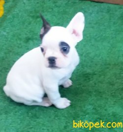 FRENCH BULLDOG YAVRULAR İZMİR 3