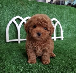 Toy Poodle Yavrularimiz İrk Ve Saglik Garantili 2