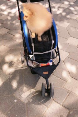 Lokum Pomeranian 4
