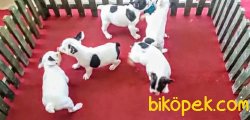 Aşılı Kimlikli Ücretli Fransız Bulldoglar 1