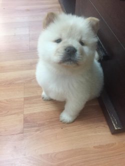 Satılık Chow Chow Çi̇n Aslanı Yavrularımız Afyondan 1