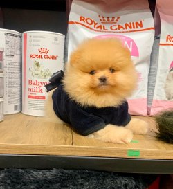 Pomeranian Teddy Face Erkek Yavrumuz 3