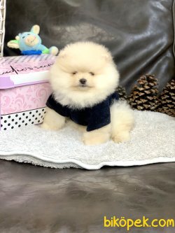 Pomeranian Boo Irk Sağlık Garantili Yavrularımız 3