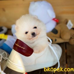 Safkan Büyümeyen Cins Pomeranian Boo 1