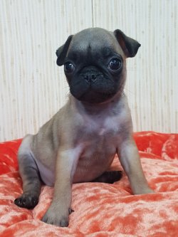 Satılık Pug Mops 3