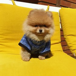 Pomeranian Boo Orjinal Karneli Yavrularımız 2