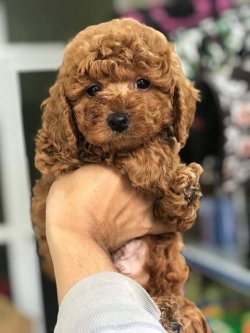DÜNYA TATLISI POODLE YAVRULARI 3