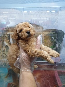 ORJİNAL RED TOY POODLE YAVRULARIMIZ 1