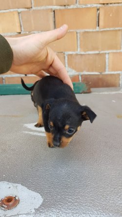 Minyatür Pinscher Yavrularımız 4