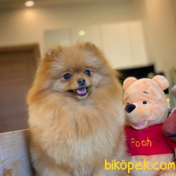 Safkan Büyümeyen Cins Beyaz Pomeranian Boo Yavrularımız İ̇çin İ̇l 2