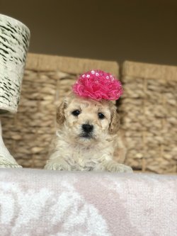 Anne Altından TOY POODLE Yavrularımız 1