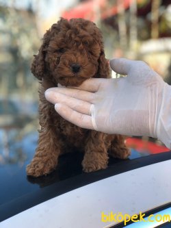 Irk Ve Saglık Garantili Toy Poodle Yavrularımız 1