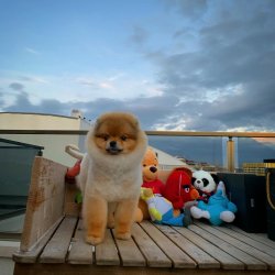 Yetişkin Orijinal PomeranianBoo Yavrularımızdan 2
