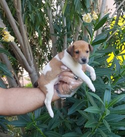 Jack Russell  Yavrularımız Sizlere Özel 2
