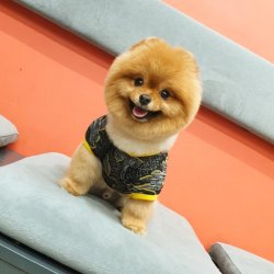 Pomeranian Show Kalite Secereli Köpeğimiz 3