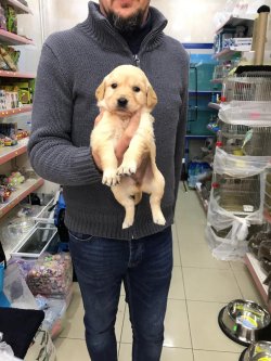 GOLDEN RETRIEVER DİŞi 2