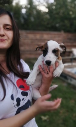 Zeka Küpü Jack Russel Yavrularımız Küçük Irk 5
