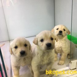 BEBEK YÜZ GOLDEN RETRIEWER YAVRULARI ANKARA PET SHOP TA 3