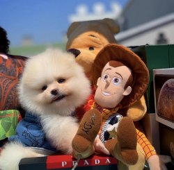 Irk Ve Sağlık Garantili PomeranianBoo Yavrularımızdan 3