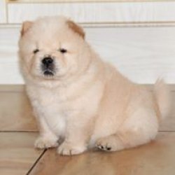 Chow Chow Çi̇n Aslanı Yavrularımız Afyonkarahisardan 4