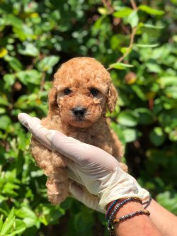 Toy Poodle 1