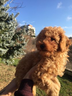 Poodle Yavrularımız 1