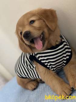 67  Günlük Golden Retriever Sevimli Pati Dostumuz 1