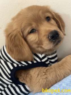 67  Günlük Golden Retriever Sevimli Pati Dostumuz 5