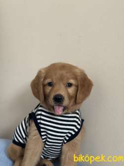 67  Günlük Golden Retriever Sevimli Pati Dostumuz 3