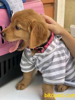 67  Günlük Golden Retriever Sevimli Pati Dostumuz 2