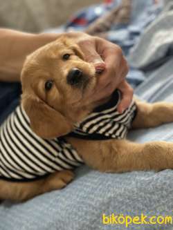 67  Günlük Golden Retriever Sevimli Pati Dostumuz 4