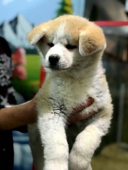 Japon Akita Inu Yavruları 2