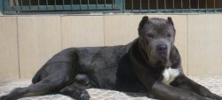 SATILIK MÜKEMMEL CANE CORSO BLU SİYAH YAVRULARI 4