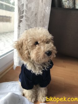 Apricot Toy Poodle 1