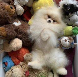 Rusya Secereli Orjinal Pomeranian 1