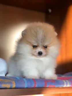 Scr Belgeli Irk Garantili Particolor Teddy Bear Pomeranian 1