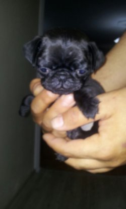 Sevimli Pug Mons Yavruları 3