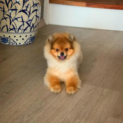Yetişkin TeddyBear PomeranianBoo Oğlumuz 4