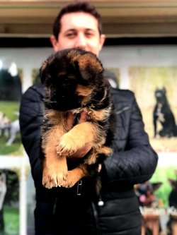Alman Çoban Köpeği Yavruları 2