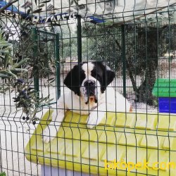 Sahibinden St. Bernard Yavruları 1