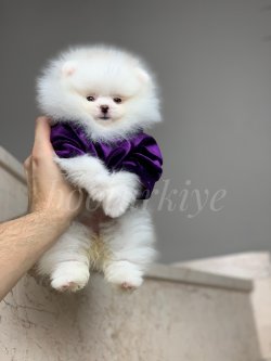 Teacup TeddyBear Yavrumuz Charlie 2
