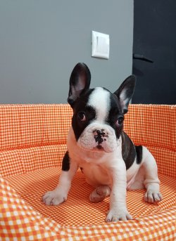 Fransız Bulldog 2