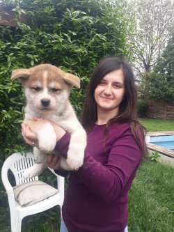 Akita İ̇nu Yavrularımız Hachiko 3