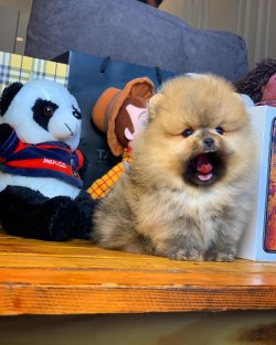 Yeni Gelen PomeranianBoo Yavrularımızdan 4