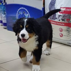 Bernese Mountain Dog Yavruları 3