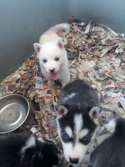 Muhteşem Sibirya Husky Yavruları 3
